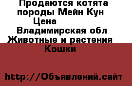 Продаются котята породы Мейн Кун › Цена ­ 10 000 - Владимирская обл. Животные и растения » Кошки   